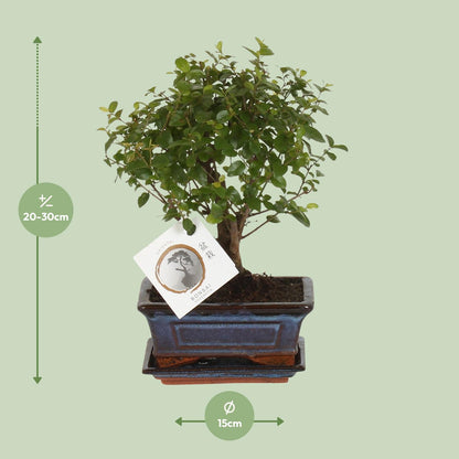 Bonsai 'Sageretia' - Bol Vorm - Ø15cm - ↕30cm - Pflanzfix24
