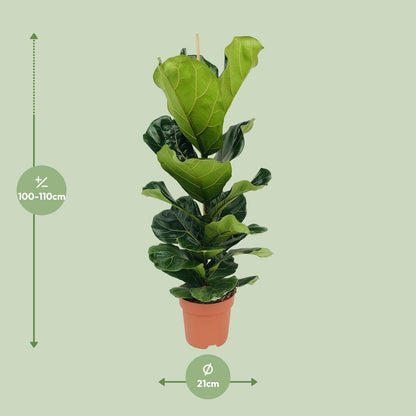 Ficus Lyrata - Ø21cm - ↕100cm - pflanzfix24