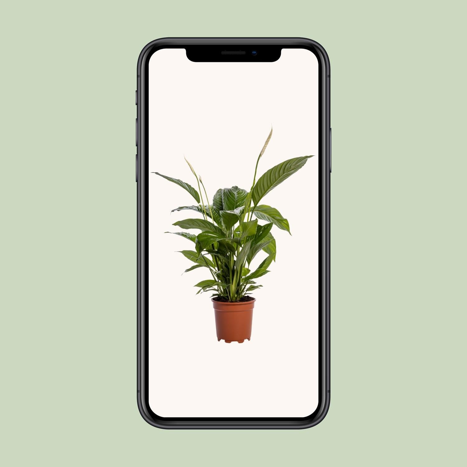 Spathiphyllum Bingo Cupido 80 cm – Friedenslilie – Pflanzfix24.de - Pflanzfix24.de