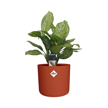 Aglaonema Christina in ELHO b.for soft rond 14cm brique - Pflanzfix24