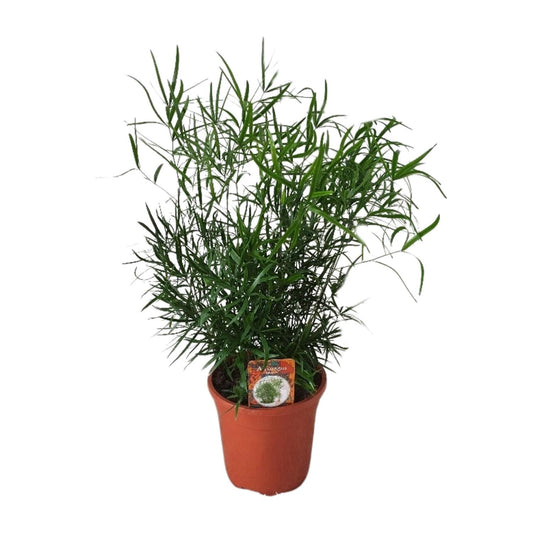 Asparagus Falcatus - Zimmerpflanze - Ø17cm - Pflanzfix24