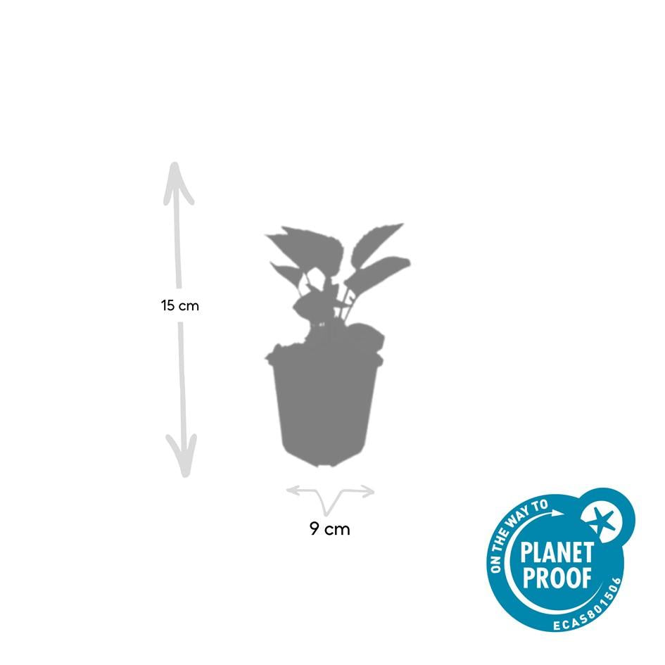20x Echinacea purpurea 'Magnus' Ø9cm – Purpur-Sonnenhut bei Pflanzfix24