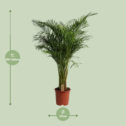 Dypsis Lutescens - Ø27cm - ↕160cm - Pflanzfix24