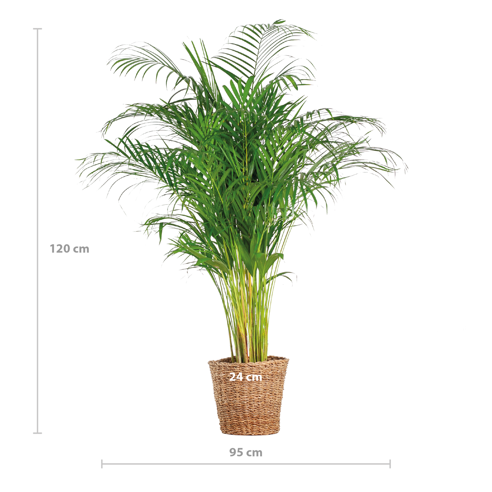 Areca-Palme (Dypsis) XL mit Korb Torun - Pflanzfix24.de - Pflanzfix24.de