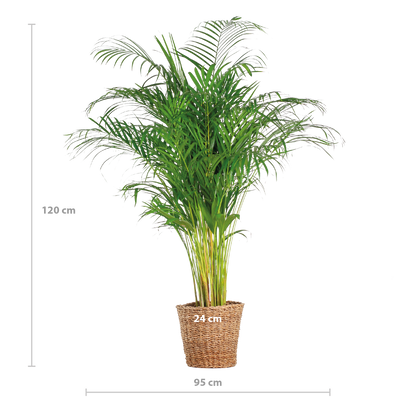 Areca-Palme (Dypsis) XL mit Korb Torun - Pflanzfix24.de - Pflanzfix24.de
