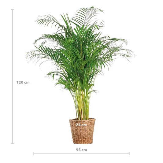 Areca-Palme (Dypsis) XL mit Korb Torun - Pflanzfix24.de - Pflanzfix24.de
