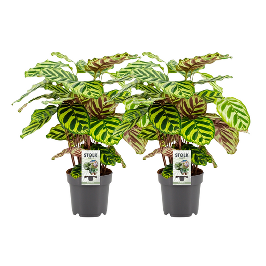 Calathea Makoyana - 2 Stücke - Ø14cm - ↕45cm bei Pflanzfix24