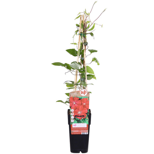 Clematis Hagley Hybrid - Clematis Rood - Ø15cm - ↕65cm - Pflanzfix24.de - Pflanzfix24.de