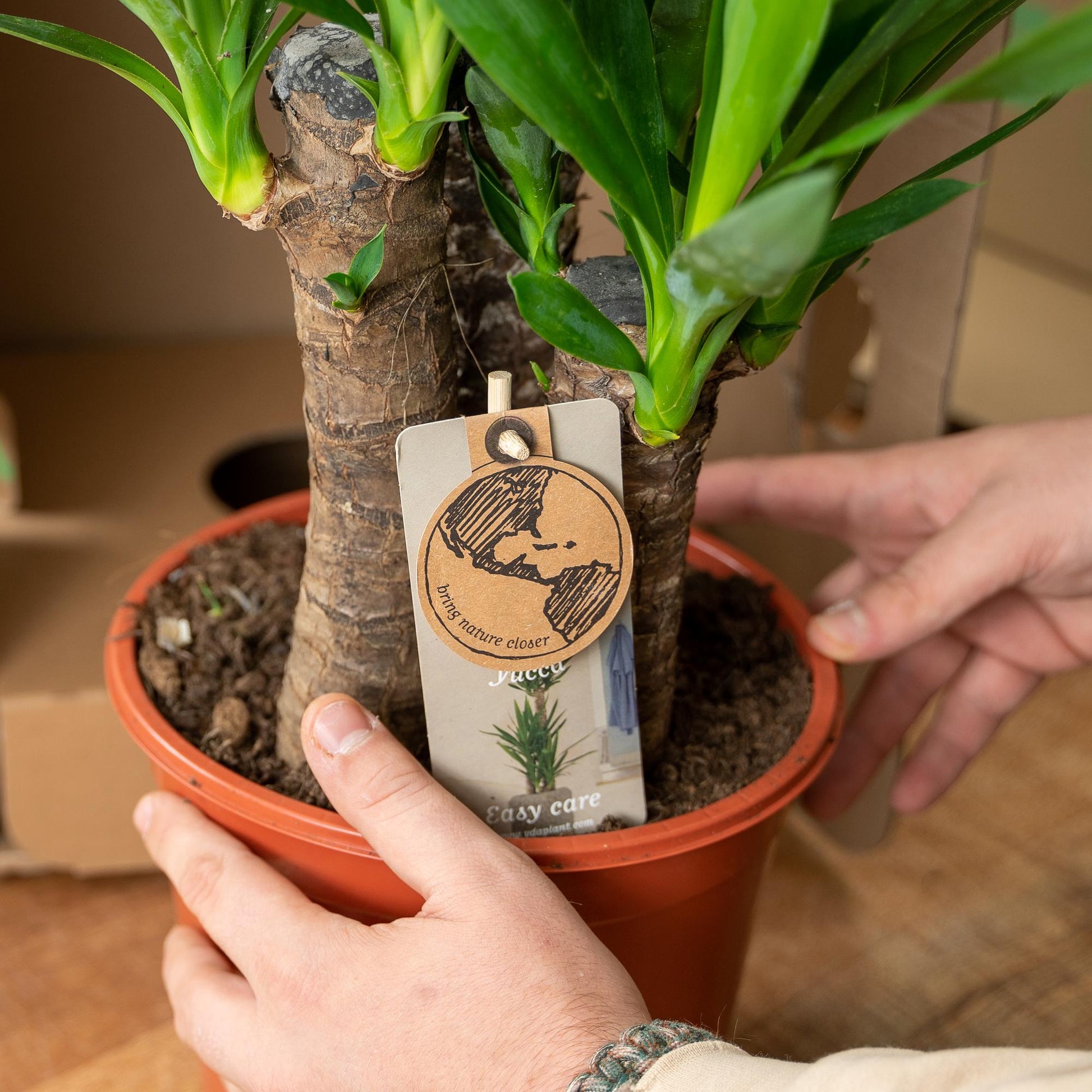 Yucca 90 cm – Ø17 cm – Pflanzfix24.de - Pflanzfix24.de