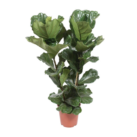 Ficus Lyrata - Ø27cm - ↕100cm bei Pflanzfix24