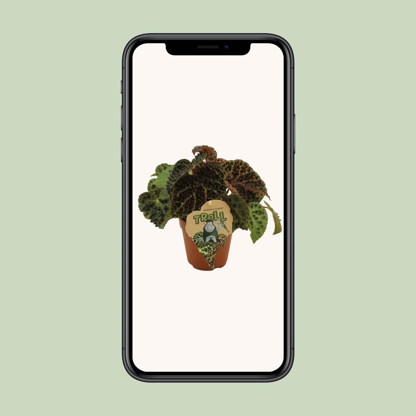 Begonia Rex Ferox - Ø12 ↕25 bei Pflanzfix24