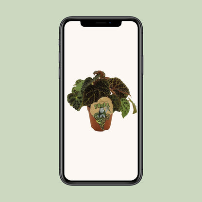 Begonia Rex Ferox - Ø12 ↕25 bei Pflanzfix24