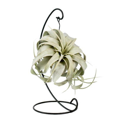 Tillandsia King Xero Ø12cm – Luftpflanze | Pflanzfix24.de - Pflanzfix24.de