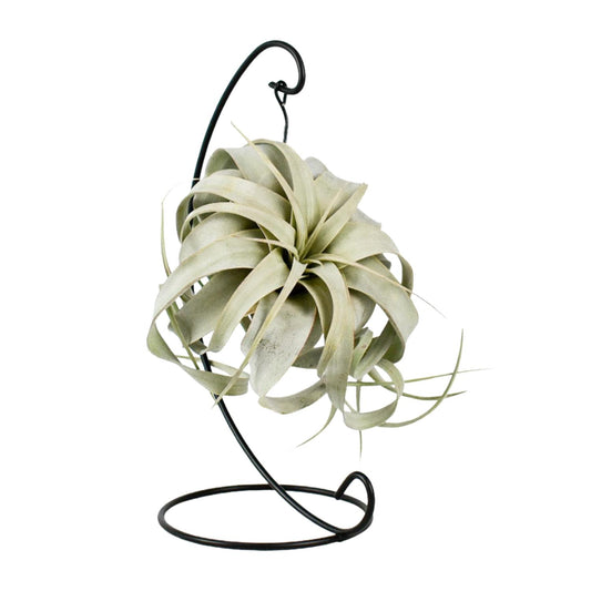 Tillandsia King Xero Ø12cm – Luftpflanze | Pflanzfix24.de - Pflanzfix24.de