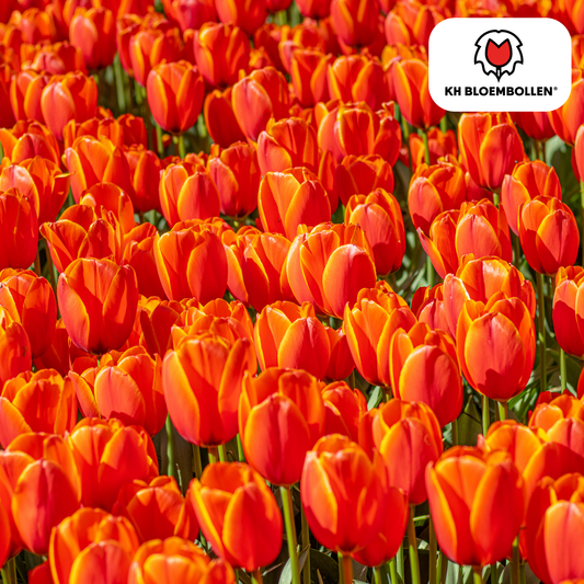 Tulpenbollen Dafeng - 20 Stuks | KH Bloembollen® - Pflanzfix24