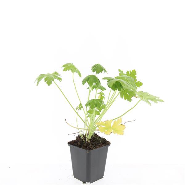 24x Geranium macr. 'Spessart' - ↕10-25cm - Ø9cm - Pflanzfix24