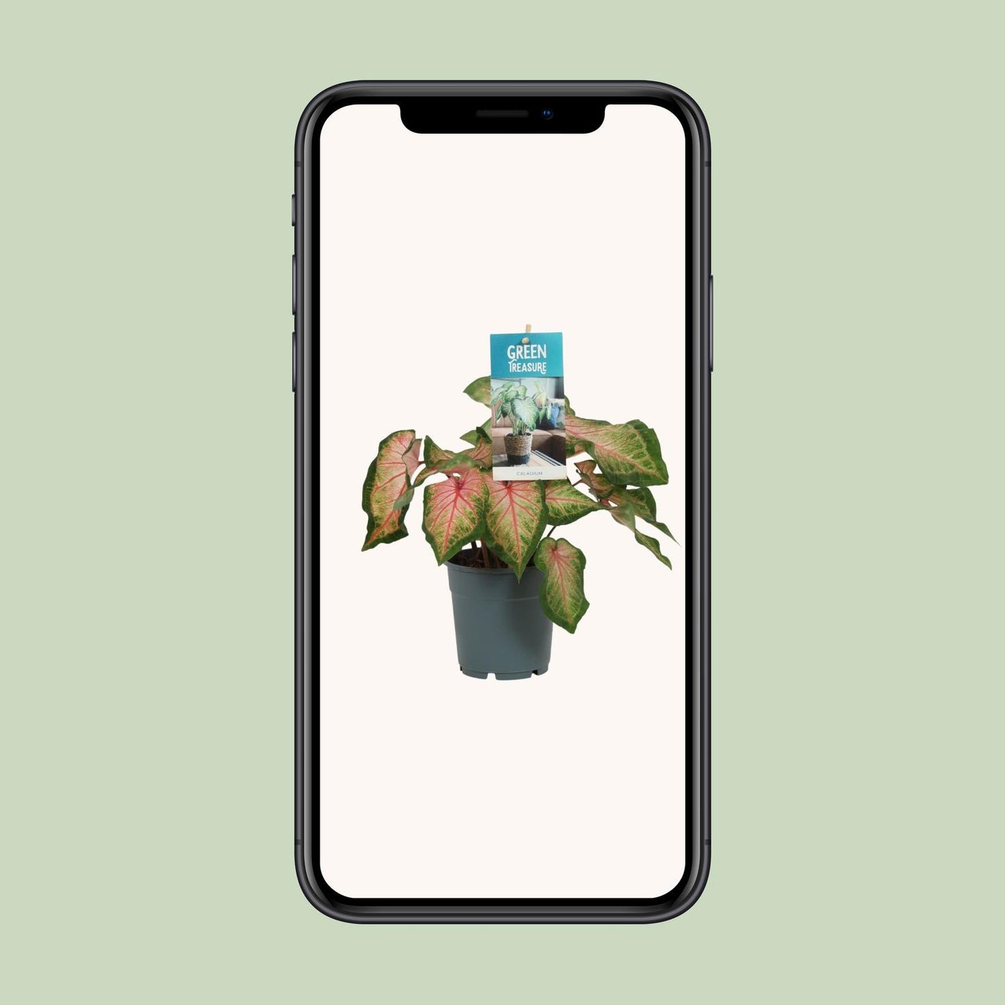 Caladium Roze - Ø12cm - Pflanzfix24