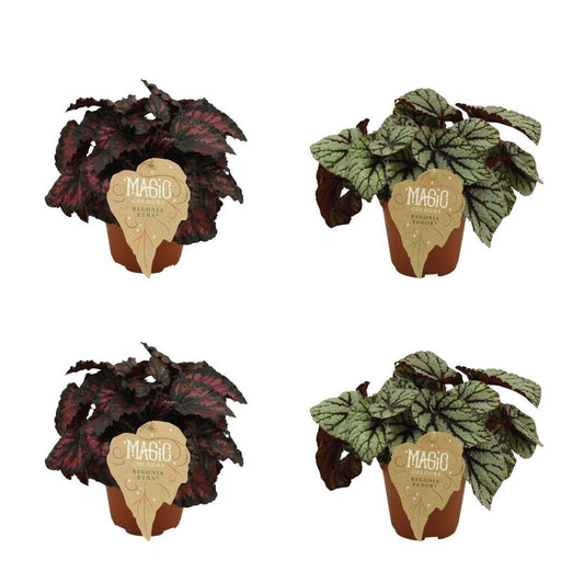 4er Set Begonia Rex Etna & Fedor - Pflanzfix24