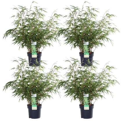 4x Fargesia rufa - 60cm - Ø19 - pflanzfix24