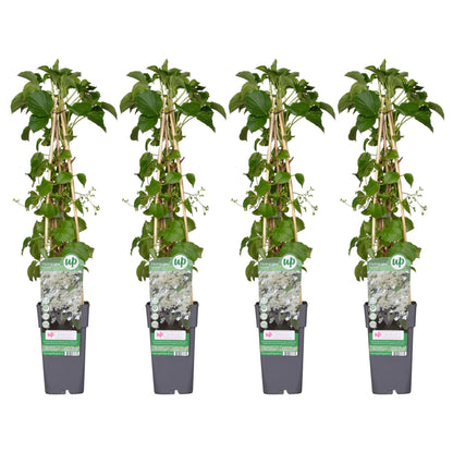 4x - Hydrangea petiolaris - ↨65cm - Ø15 - Pflanzfix24.de - Pflanzfix24.de