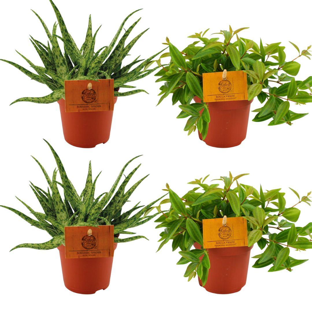 2x Aloe Spider + 2x Peperomia Ang. Rocca Vivace - 4 stuks - pflanzfix24