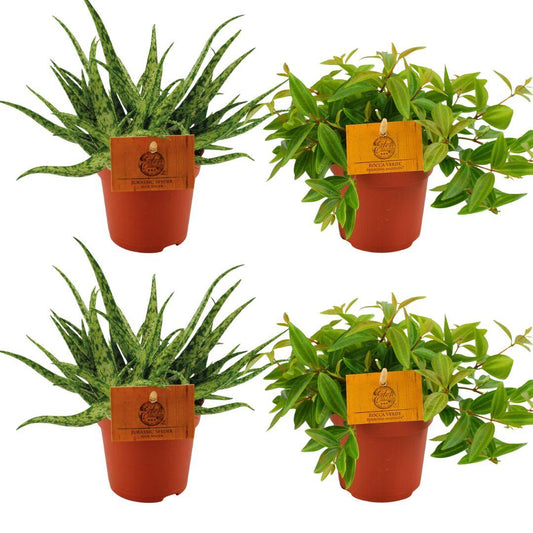 2x Aloe Spider + 2x Peperomia Ang. Rocca Vivace - 4 stuks - pflanzfix24