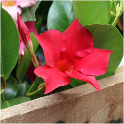 6 x Dipladenia Red - Mandevilla Red Ø12 cm - ↕25 cm - Pflanzfix24.de - Pflanzfix24.de