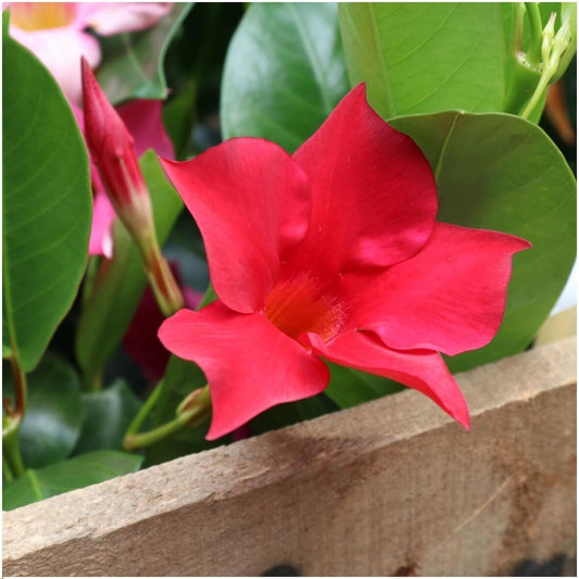 6 x Dipladenia Red - Mandevilla Red Ø12 cm - ↕25 cm - Pflanzfix24.de - Pflanzfix24.de