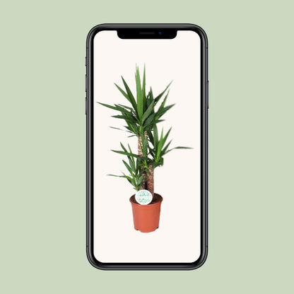 Yucca 90 cm - Ø21 cm - pflanzfix24