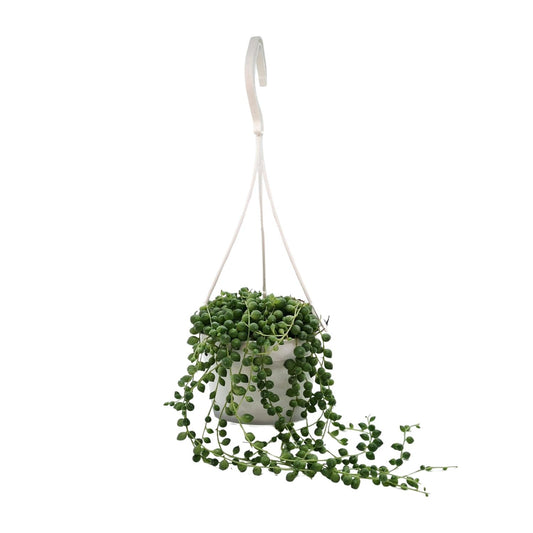 Senecio Rowleyanus - Ø11cm - ↕25cm - Pflanzfix24