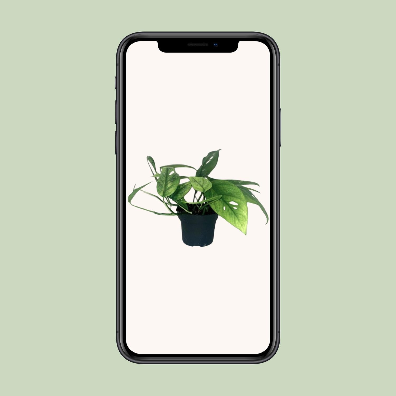 Epipremnum Cebu Blue - Ø12cm - Pflanzfix24.de - Pflanzfix24.de