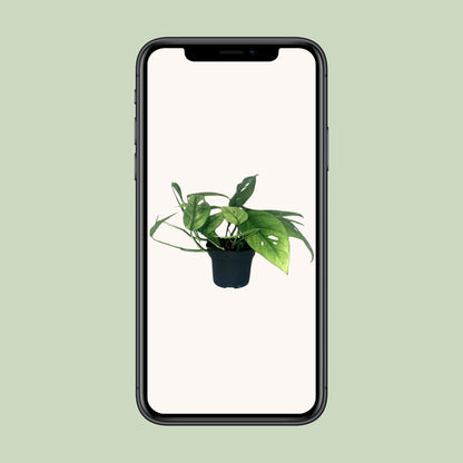 Epipremnum Cebu Blue - Ø12cm - Pflanzfix24.de - Pflanzfix24.de