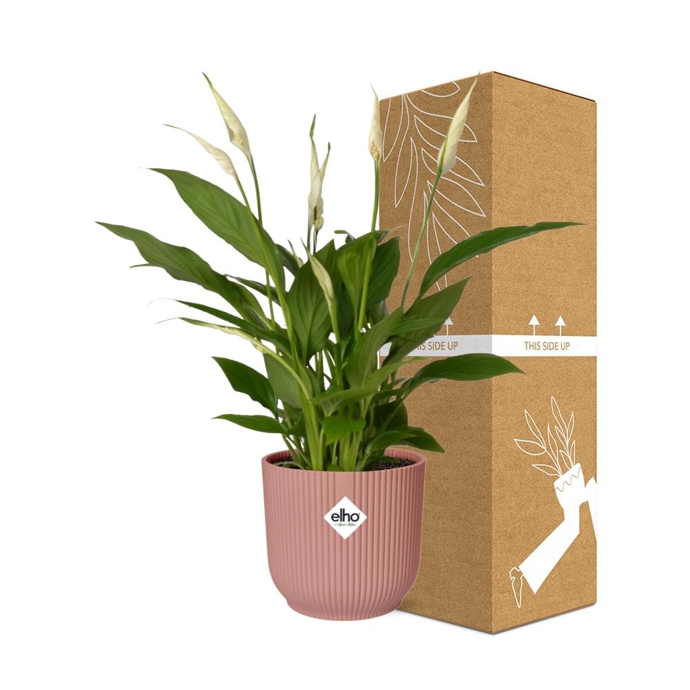 Friedenslilie Spathiphyllum Torelli 12 cm im ELHO Vibes Fold Topf | Pflanzfix24