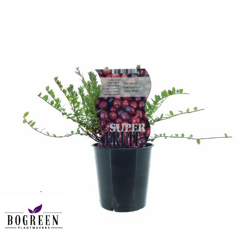 Vaccinium Early Black (Preiselbeere) - Ø12cm - ↕20cm - Pflanzfix24