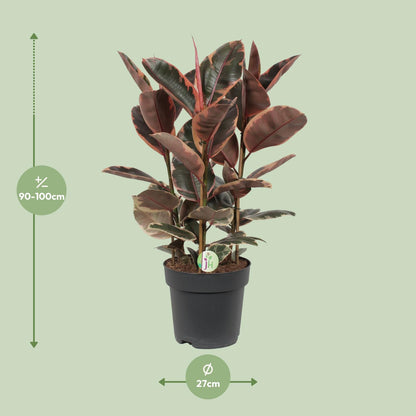 Ficus Belize - Ø27cm - pflanzfix24