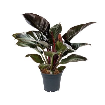 Philodendron Imperial Red - Ø17cm - ↕50cm - Pflanzfix24