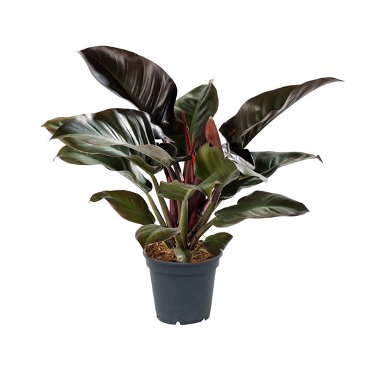 Philodendron Imperial Red - Ø17cm - ↕50cm - Pflanzfix24