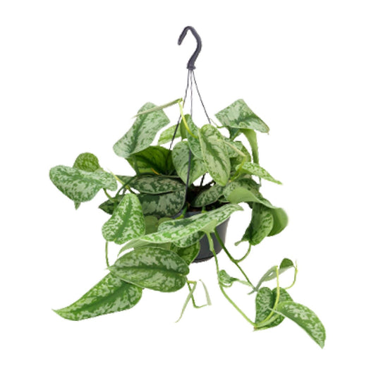 Scindapsus Pictus Trebie Ø15cm, 25cm hoch – Zimmerpflanze | Pflanzfix24.de - Pflanzfix24.de
