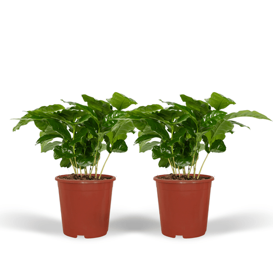 Coffea Arabica (Kaffeepflanze) - 2 Stücke - Pflanzfix24.de - Pflanzfix24.de