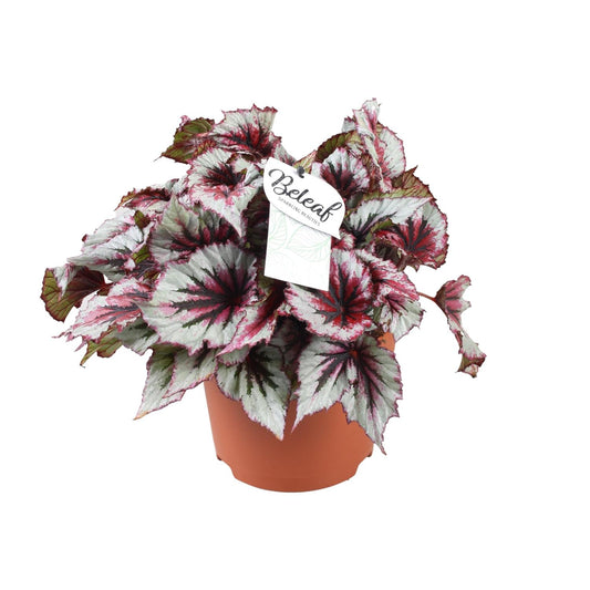 Begonia Beleaf Evening Glow - Ø17cm - ↕33cm - Pflanzfix24