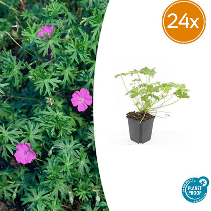 24x Geranium 'Tiny Monster' - Pflanzfix24