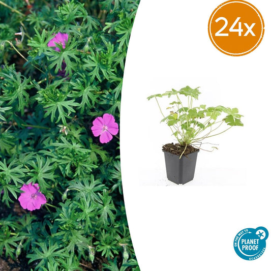 24x Geranium 'Tiny Monster' - Pflanzfix24