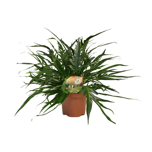 Aglaomorpha Coronans Jim - Ø19cm - ↕65cm - Pflanzfix24