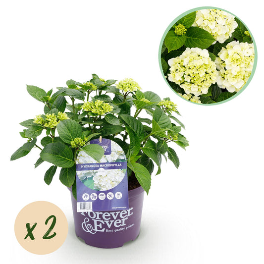 Hydrangea Forever & Ever - Weiß - 2 Pflanzen - Topf 23cm - Pflanzfix24.de - Pflanzfix24.de
