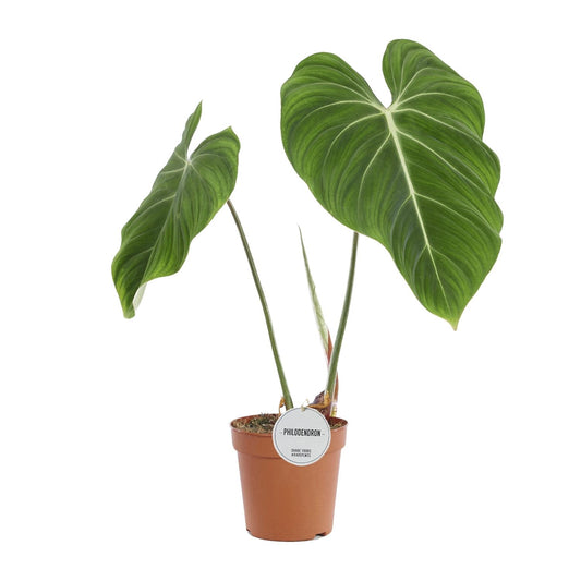 Philodendron Gloriosum – 60cm | Tropisches Laubwunder bei Pflanzfix24