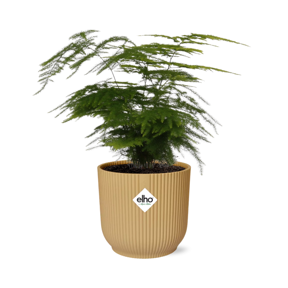 Asparagus Setaceus ‘Plumosus’ in ELHO Vibes Fold 14cm geel - Pflanzfix24