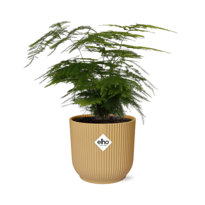 Asparagus Setaceus ‘Plumosus’ in ELHO Vibes Fold 14cm geel - Pflanzfix24
