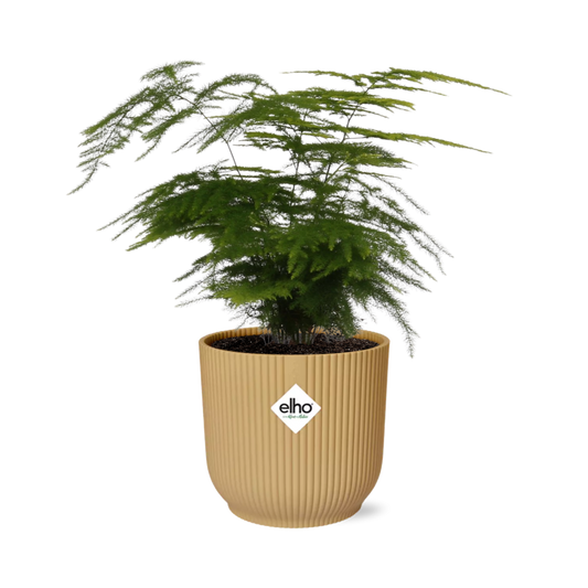 Asparagus Setaceus ‘Plumosus’ in ELHO Vibes Fold 14cm geel - Pflanzfix24