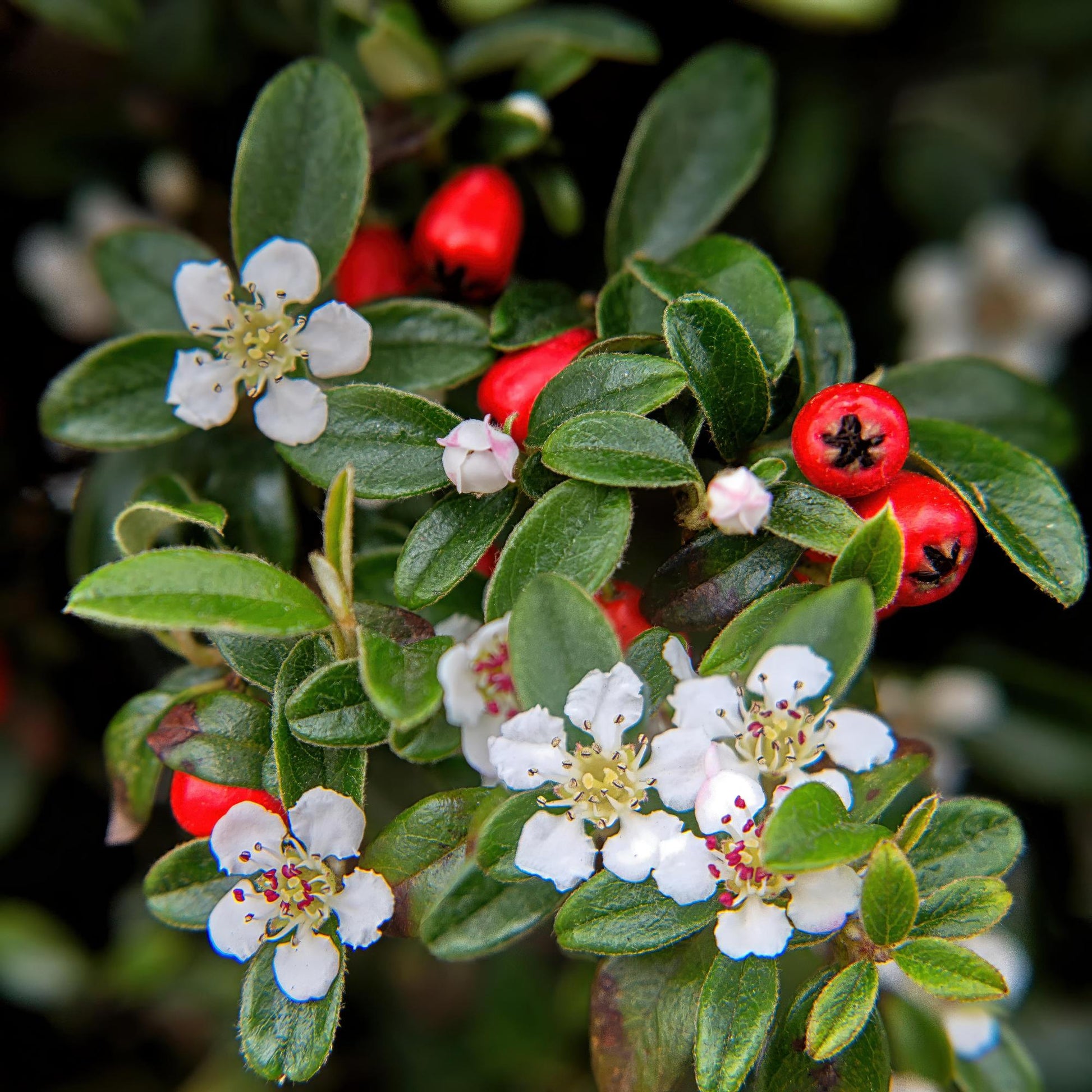 20x Cotoneaster dammeri Bodendecker | Pflanzfix24.de - Pflanzfix24.de
