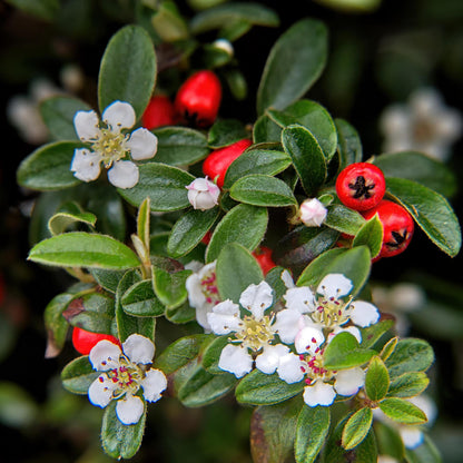 20x Cotoneaster dammeri Bodendecker | Pflanzfix24.de - Pflanzfix24.de